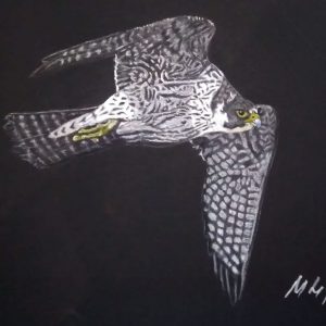 Peregrine Falcon